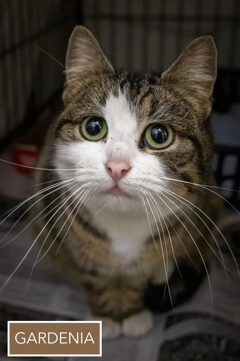 Gardenia