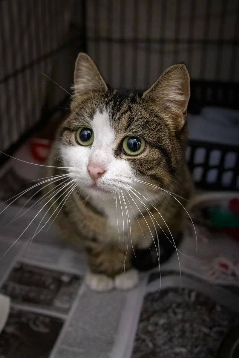 Gardenia thumbnail 3