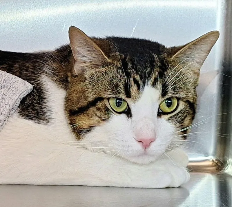 An adult large-sized male Domestic Short Hair cat named Buddy for adoption in Ferndale, MI