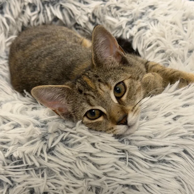 A baby small-sized female Torbie Domestic Short Hair cat named Amber for adoption in Hampton Bays, NY