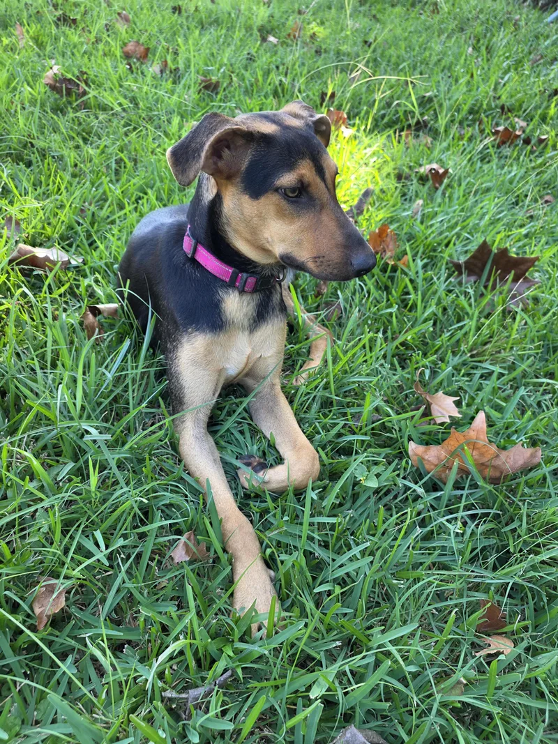 A baby small-sized female Black and Tan Coonhound dog named Zoey for adoption in Dickinson, TX
