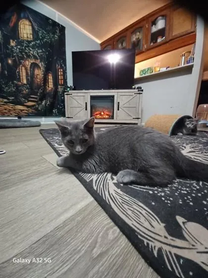 A young small-sized male Domestic Medium Hair cat named Yoyo for adoption in Columbus, IN