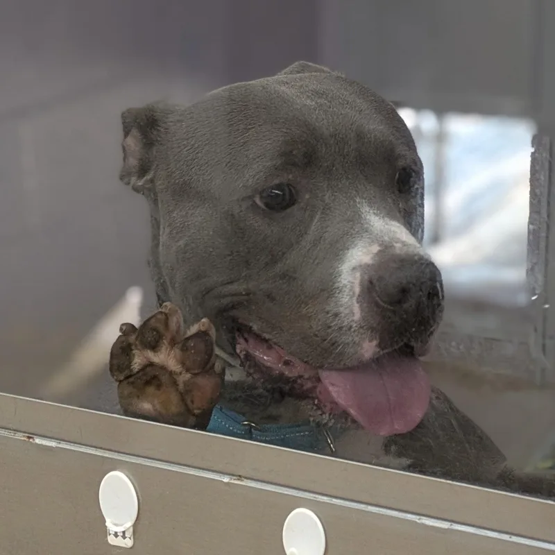 An adult large-sized male Gray / Blue / Silver Mixed Breed dog named Rocky for adoption in Syracuse, NY
