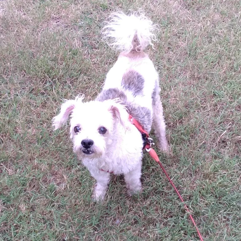 A senior small-sized male White / Cream Terrier dog named Max for adoption in Rossville, GA