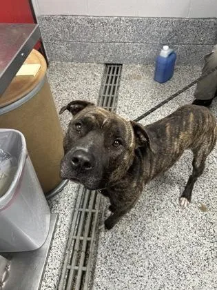 An adult large-sized male Mixed Breed dog named Lyle for adoption in West Chester, PA