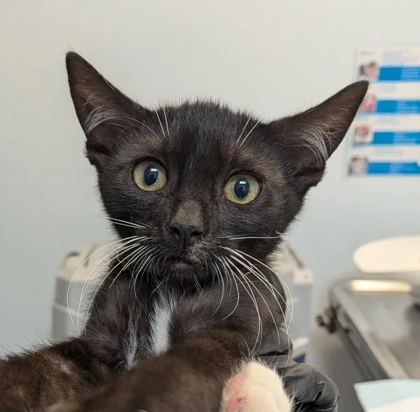 A baby small-sized male Domestic Short Hair cat named Rancho for adoption in San Diego, CA