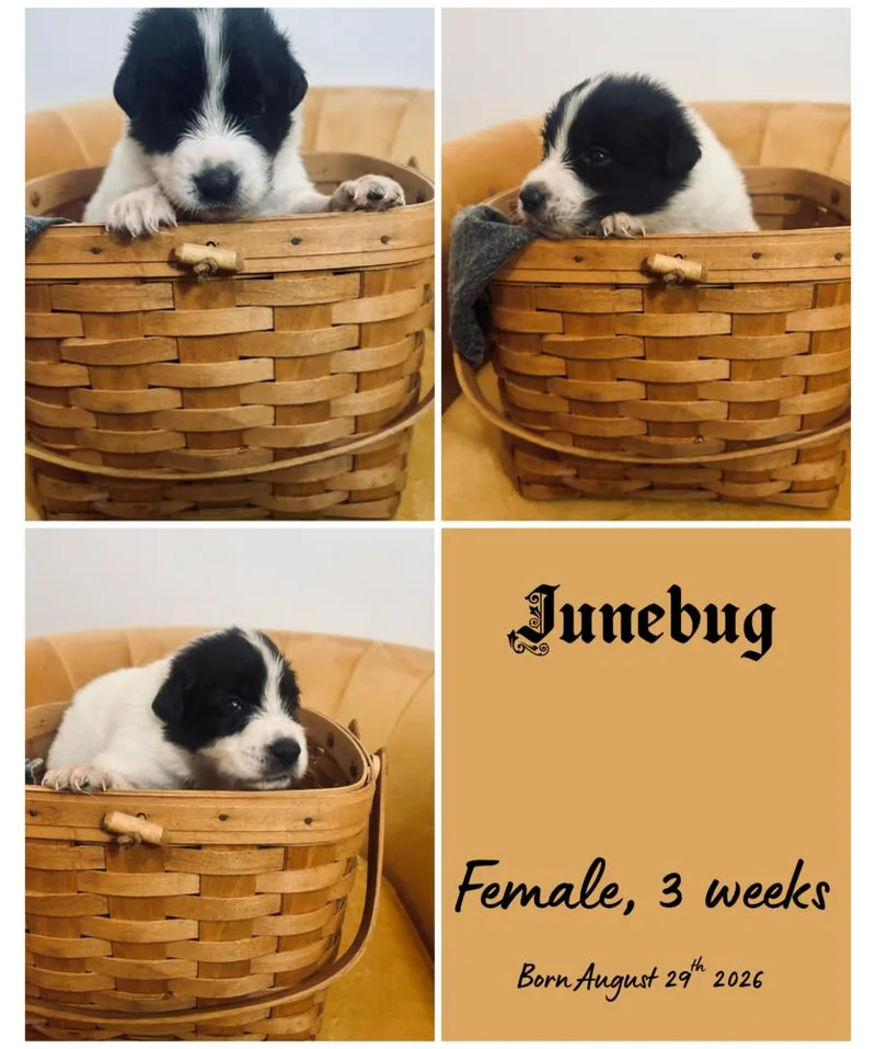 A baby small-sized female Border Collie dog named JuneBug for adoption in Milton, FL