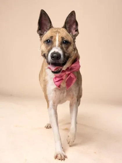 An adult medium-sized female Mixed Breed dog named Orange for adoption in Atlanta, GA
