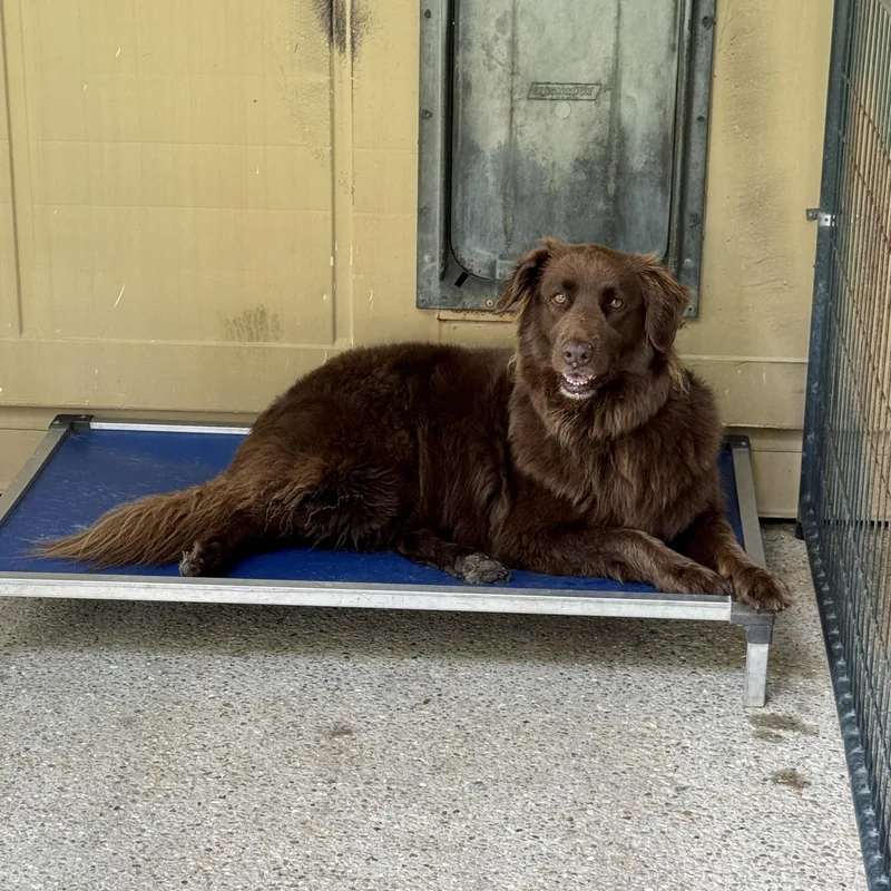 An adult medium-sized female Brown / Chocolate Mixed Breed dog named Riley for adoption in BONIFAY, FL