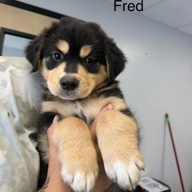 Fred