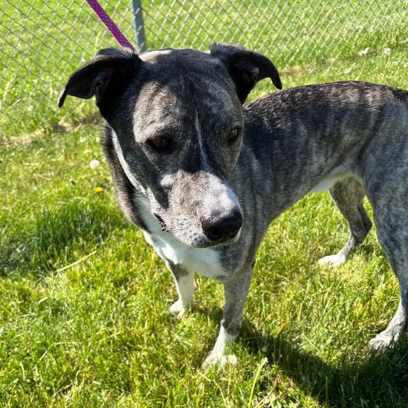 An adult large-sized male Brindle Shepherd dog named Rosco for adoption in Council Bluffs, IA