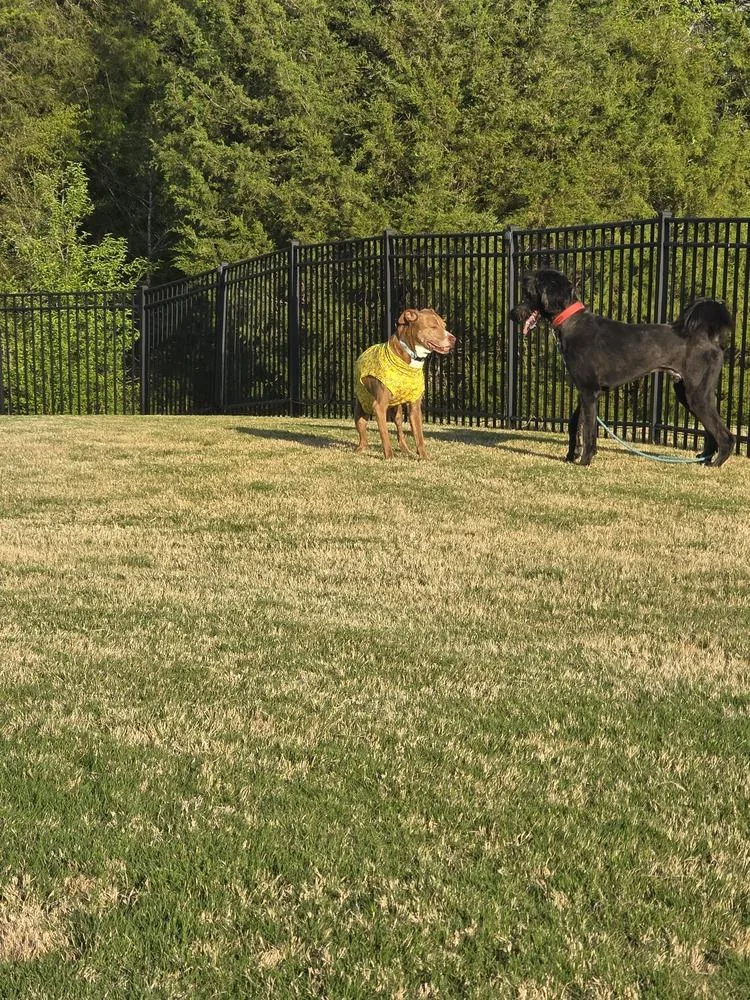 An adult large-sized male Black Standard Poodle dog named Milo for adoption in Mooresville, NC