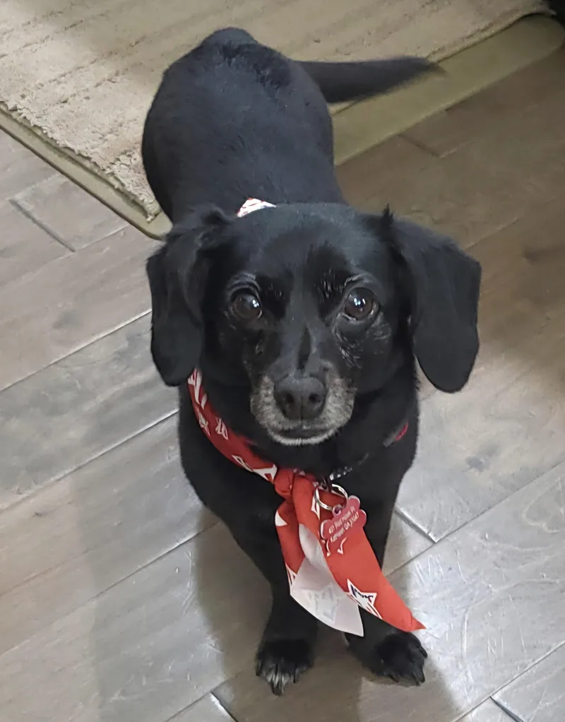 An adult small-sized male Chihuahua dog named Leo for adoption in Centerville, GA