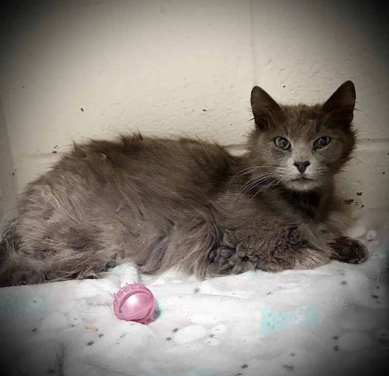 A young medium-sized female Domestic Long Hair cat named Graysha for adoption in Ada, OK