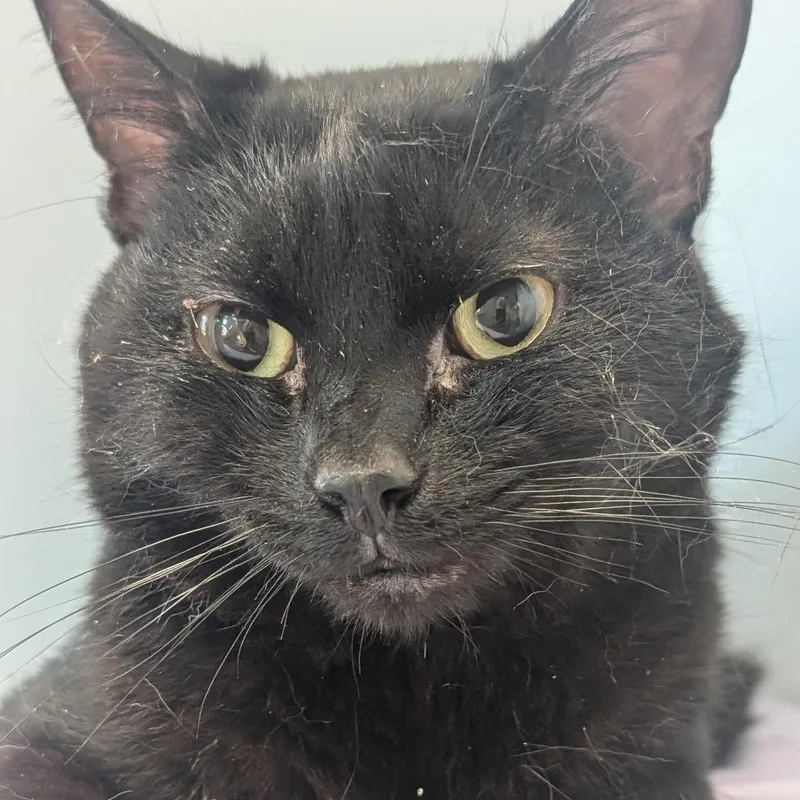 An adult medium-sized male Black Domestic Short Hair cat named Sir Bonkers for adoption in Watertown, NY