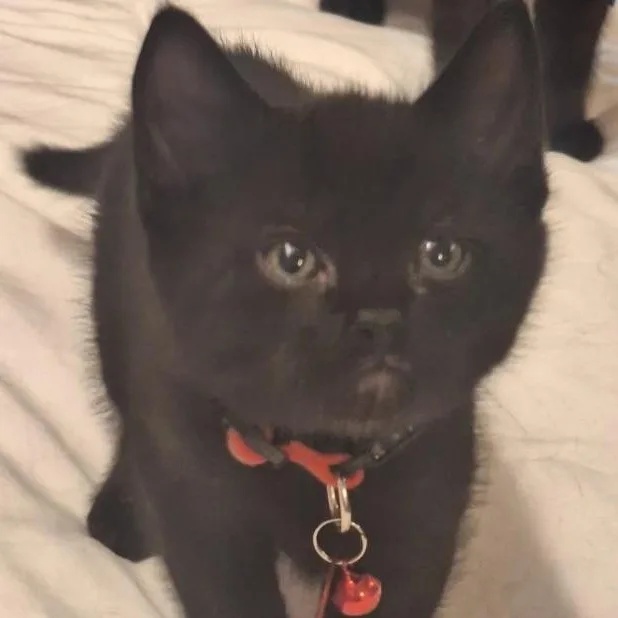 A baby medium-sized male Black Domestic Short Hair cat named Scrappy for adoption in Pasco, WA