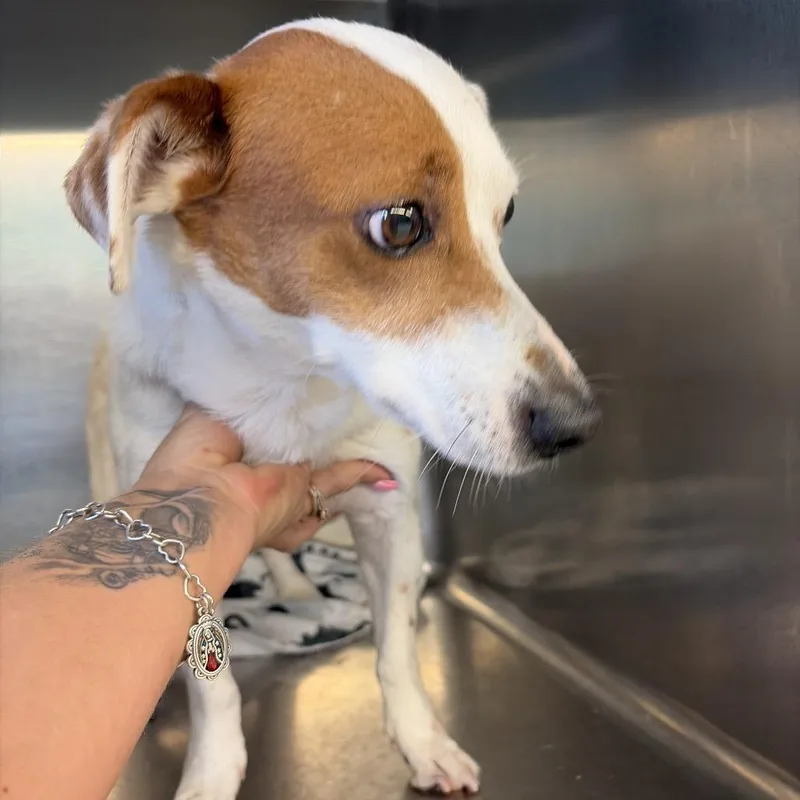 An adult medium-sized male White / Cream Rat Terrier dog named AAron for adoption in Lake Jackson, TX
