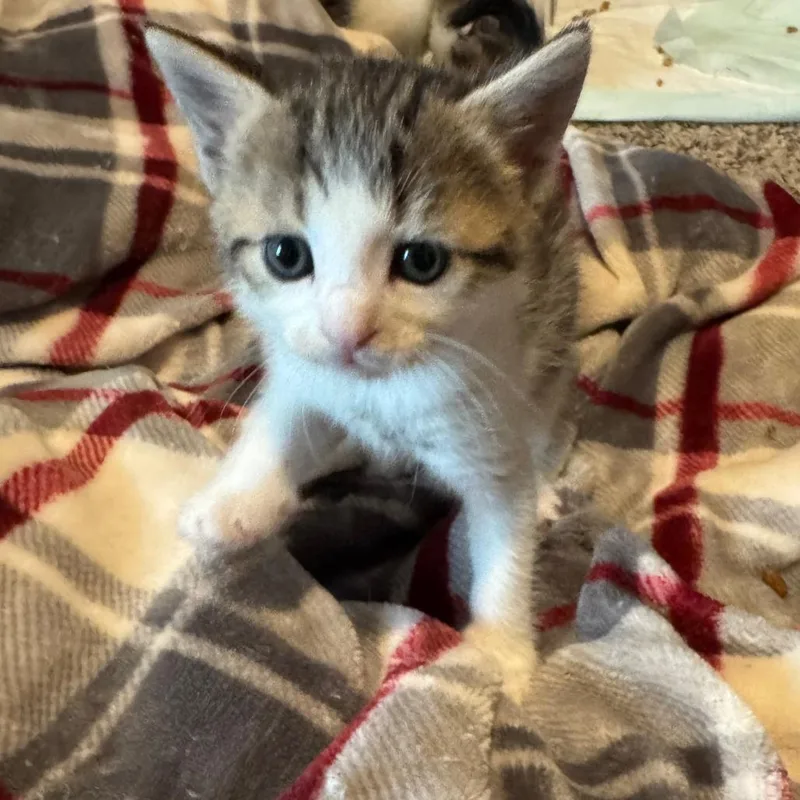 A baby small-sized female Brown / Chocolate Domestic Short Hair cat named Saturn for adoption in Huntsville, AL