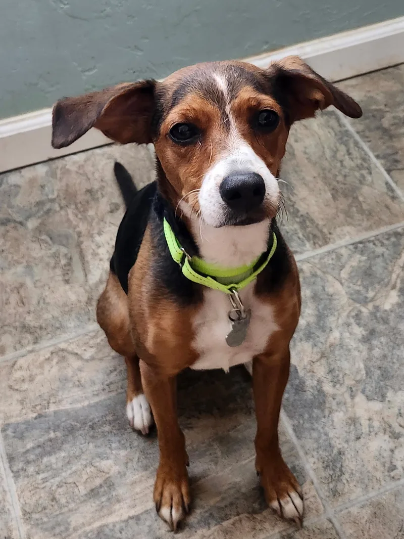 A young small-sized female Beagle dog named Jackie for adoption in Elk Grove, CA