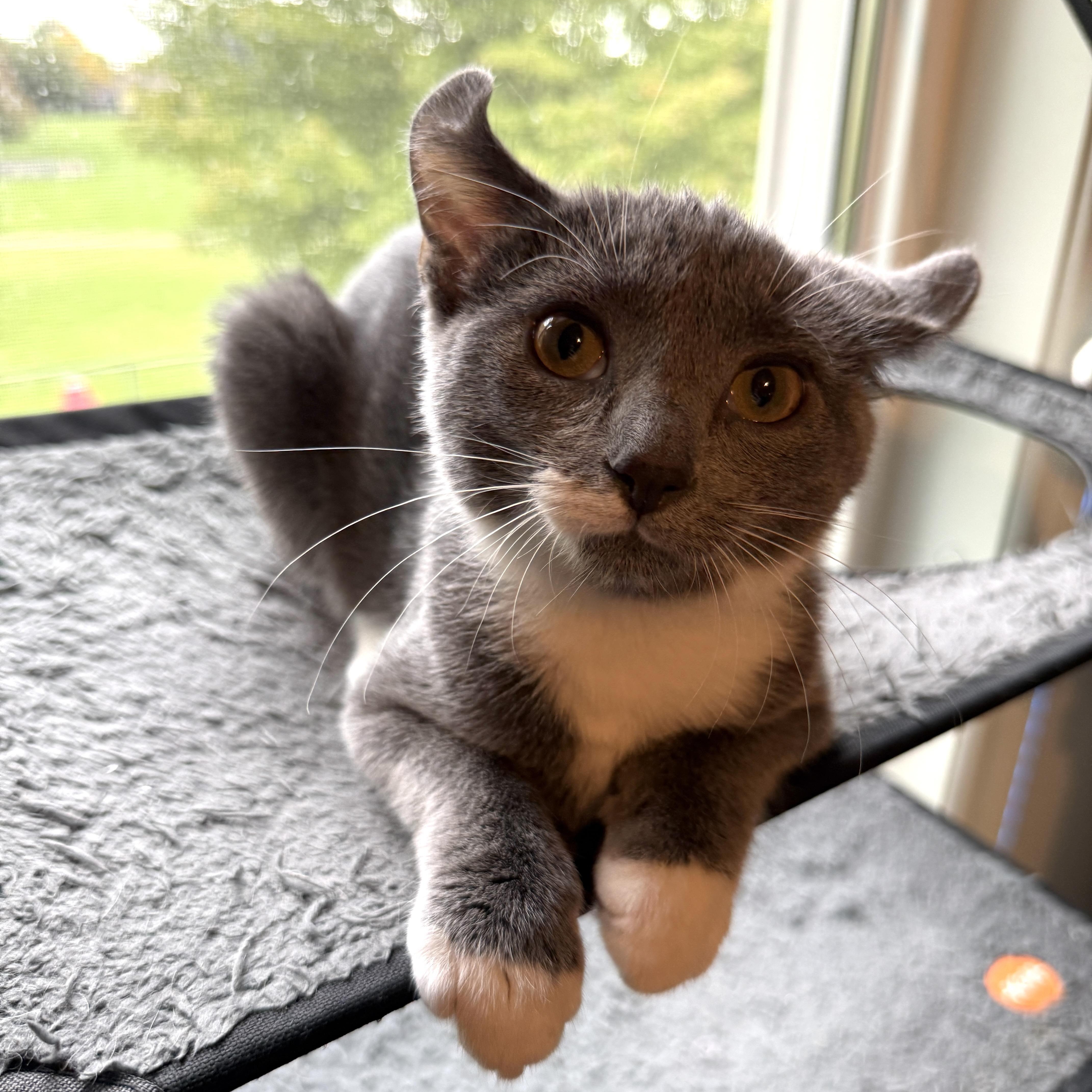 A baby medium-sized female Domestic Short Hair cat named Lena  loving girl for adoption in South Lyon, MI