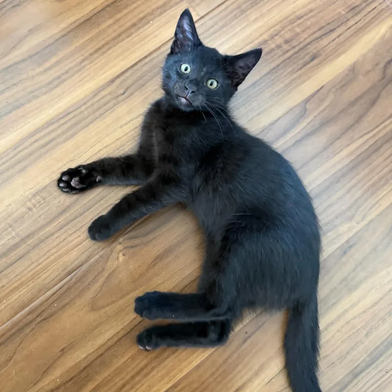 A baby small-sized male Black Domestic Short Hair cat named Candace for adoption in Los Angeles, CA