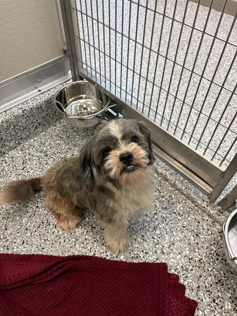 A young small-sized male Shih Tzu dog named Eddy for adoption in Forney, TX