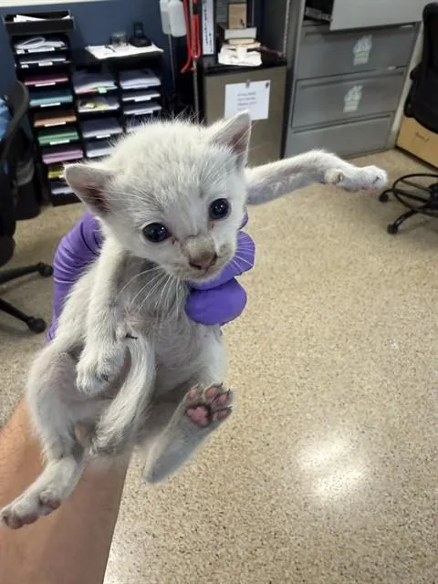A baby small-sized male Domestic Short Hair cat named Poseidon for adoption in Miami, FL