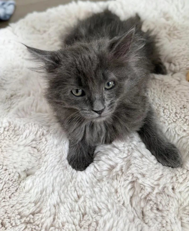A baby medium-sized male Domestic Long Hair cat named Arnold for adoption in Salt Lake City, UT