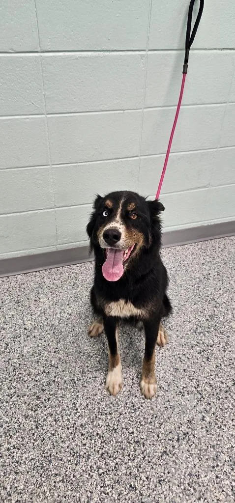 An adult medium-sized female Terrier dog named Josie for adoption in Athens, TN