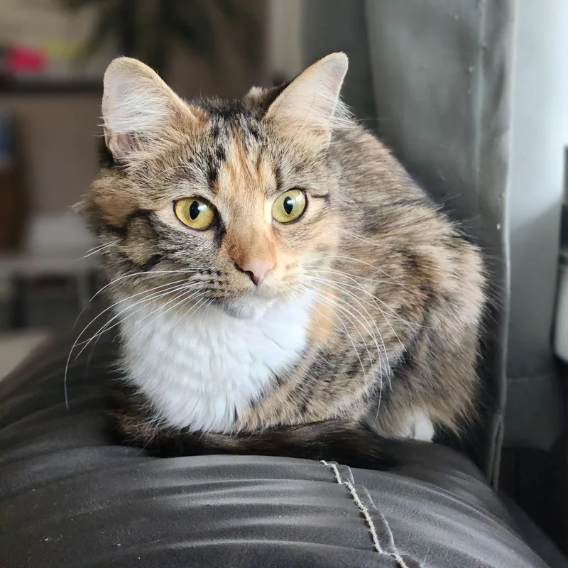 An adult small-sized female Calico Domestic Short Hair cat named Maggie for adoption in Lynchburg, VA