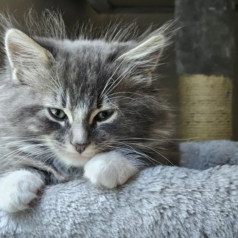 A baby medium-sized male Tabby (Brown / Chocolate) Tabby cat named Nova for adoption in Wayne, NJ