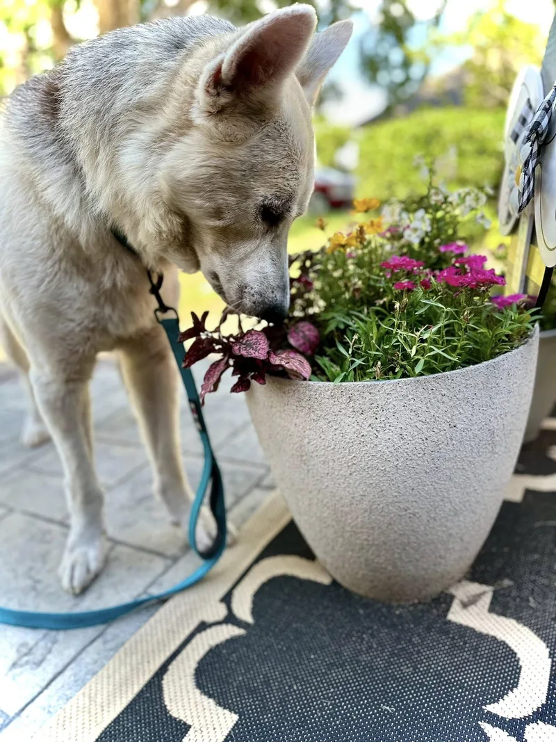 Sebastian