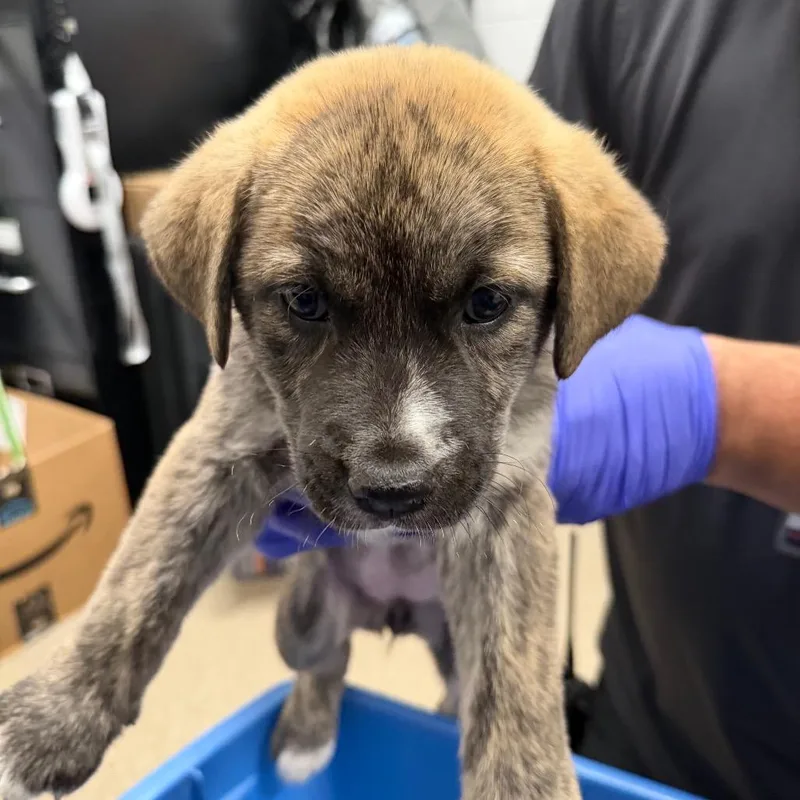 A baby small-sized female Brindle Mixed Breed dog named Mars for adoption in League City, TX