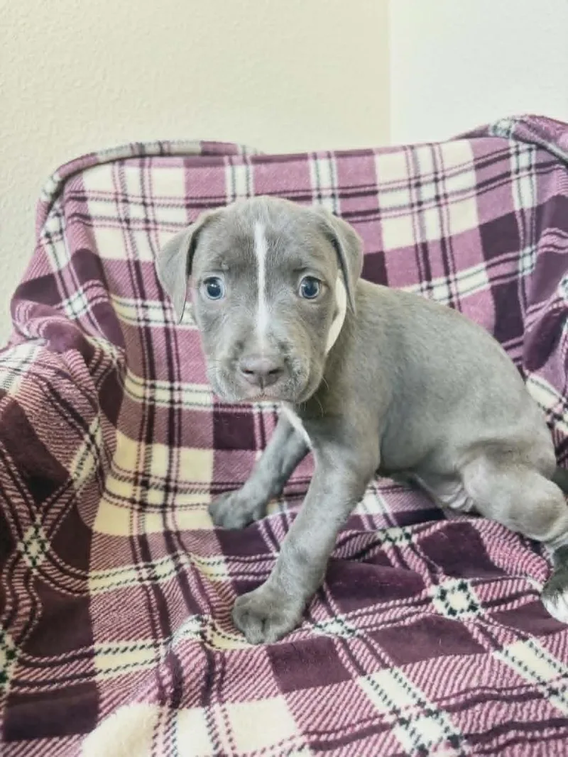A baby medium-sized female Pit Bull Terrier dog named Calliope for adoption in Rockwall, TX