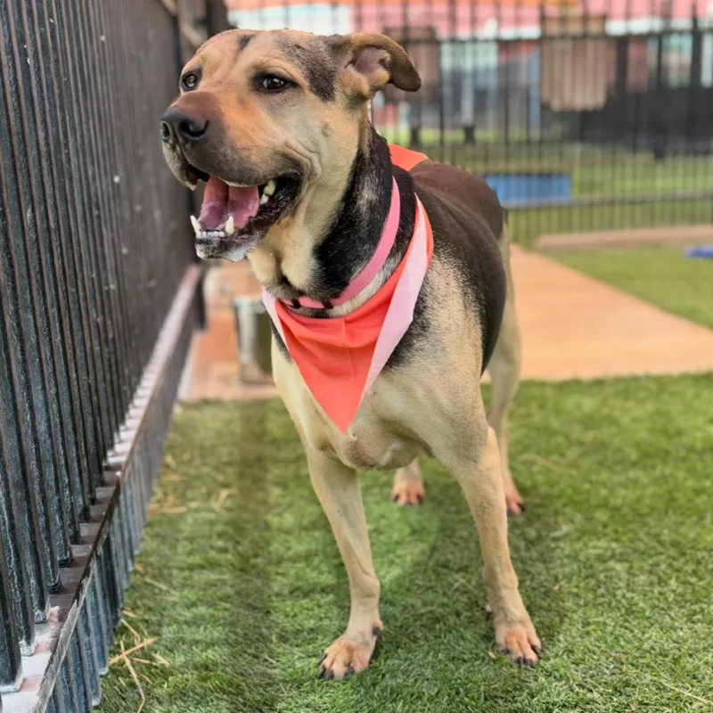 An adult large-sized female Brown / Chocolate Mixed Breed dog named Aster for adoption in San Antonio, TX