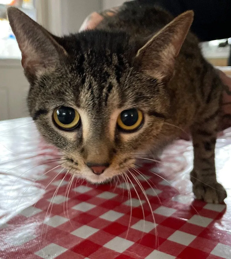 An adult medium-sized female Tabby cat named Arielle for adoption in Island Lake, IL