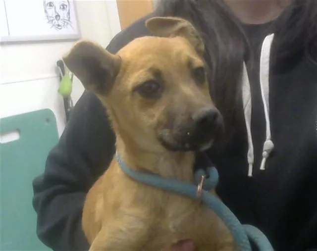 A baby medium-sized female German Shepherd Dog dog named Florita for adoption in Albuquerque, NM