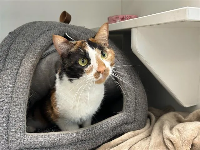 An adult small-sized female Domestic Short Hair cat named Sweet Pea for adoption in Centerville, MA