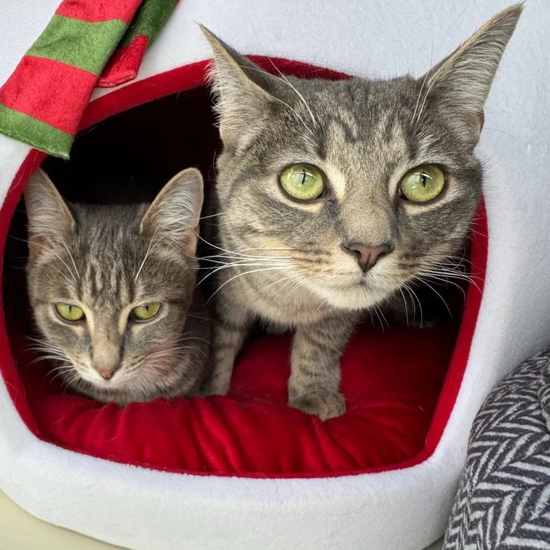 Squeeze V thumbnail 3