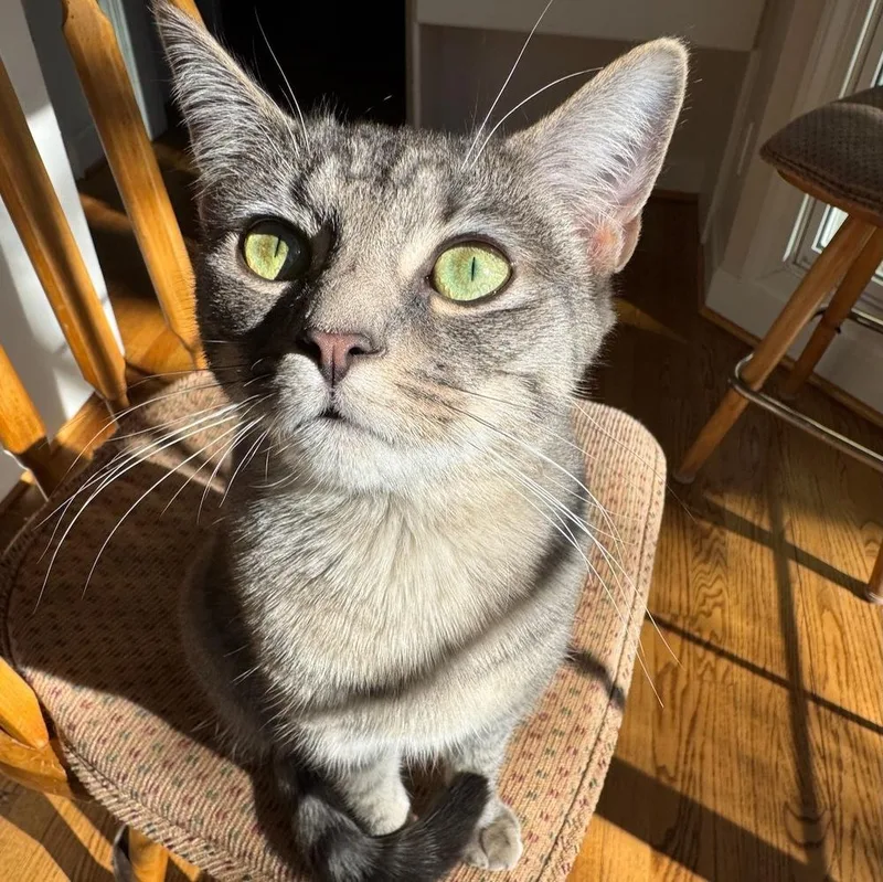 Squeeze V thumbnail 4