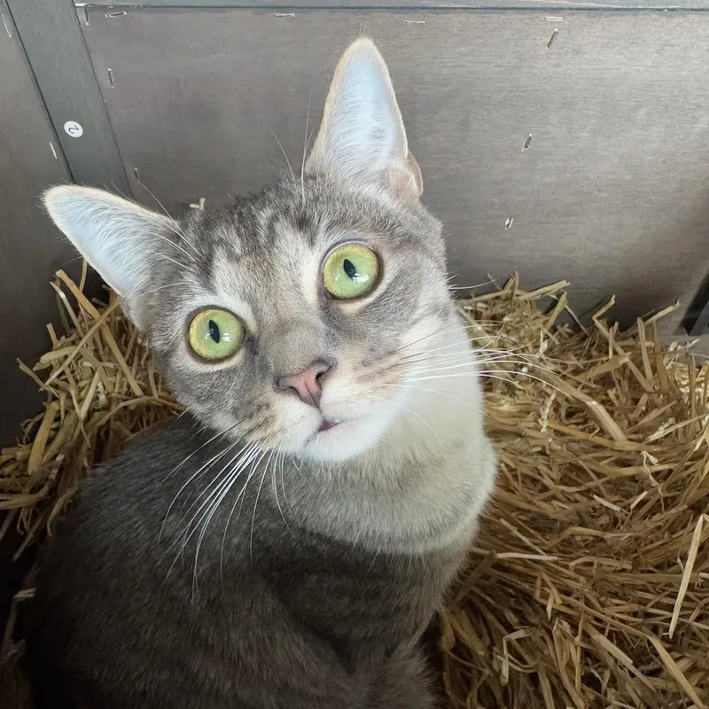 Squeeze V thumbnail 5