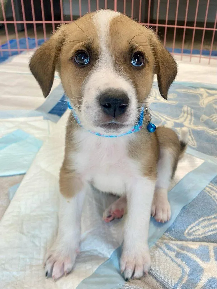 A baby small-sized male Great Pyrenees dog named Twaddle for adoption in Milton, DE