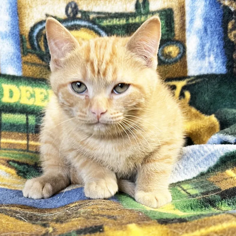 John Deere thumbnail 2