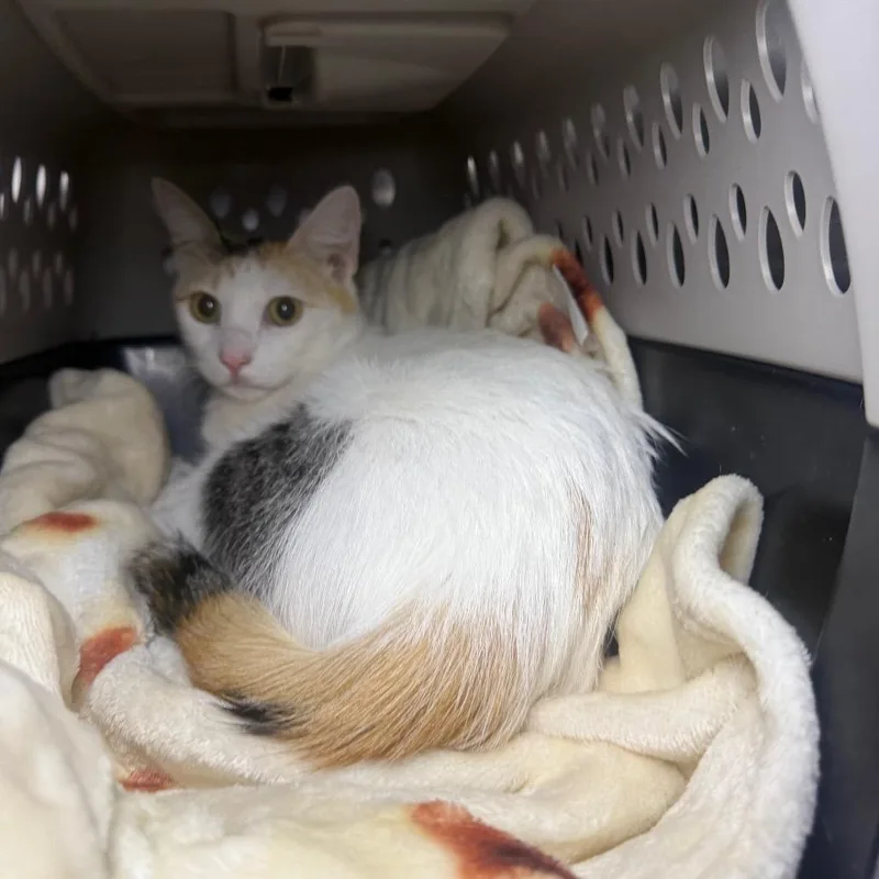 A young medium-sized female White Domestic Short Hair cat named Tinkerbell for adoption in Middle Village, NY