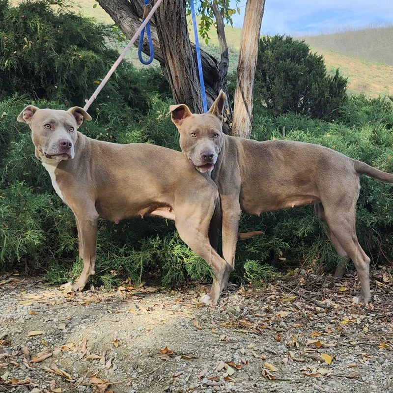 Scorbunny & Raboot thumbnail 2