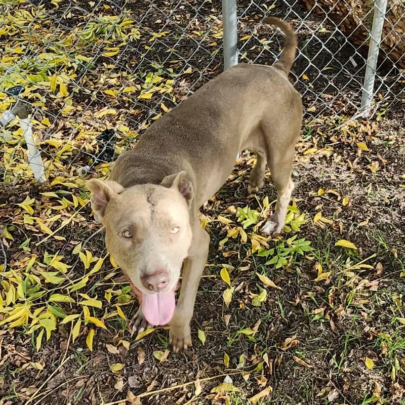 Scorbunny & Raboot thumbnail 3