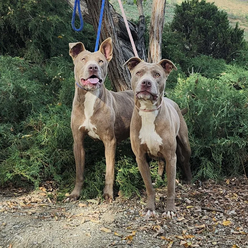 Scorbunny & Raboot thumbnail 4