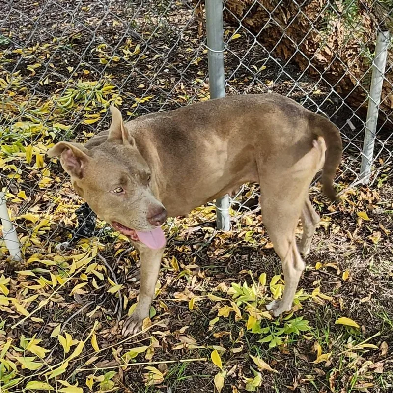 Scorbunny & Raboot thumbnail 5