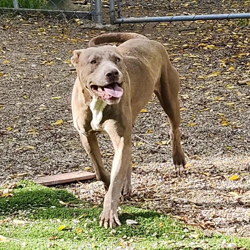 Scorbunny & Raboot thumbnail 6