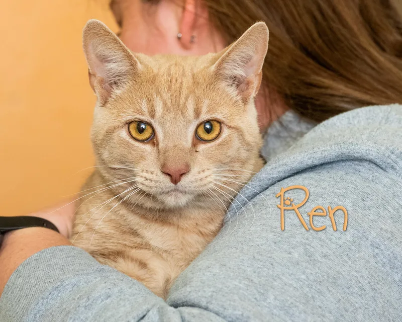 A young medium-sized male Tabby (Orange / Red) Domestic Short Hair cat named Ren for adoption in Somerset, PA